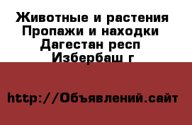 Животные и растения Пропажи и находки. Дагестан респ.,Избербаш г.